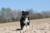 CHIEN FINNOIS DE LAPONIE 024